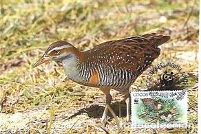 Stamps: Isla Cocos & Máxima, WWF Cocos Trilho de Buff, Gallirallus philippensis andrewsi 1992 (791117)